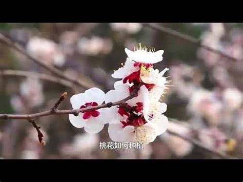 家中種桃花|【家裡種桃花】桃花開運招桃花？教你如何在家中種出好桃花運